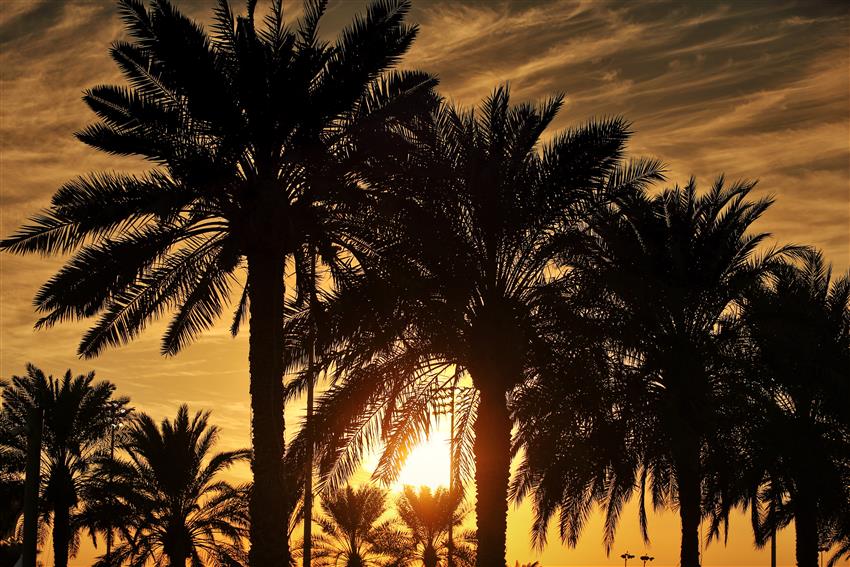 sunset and palm trees